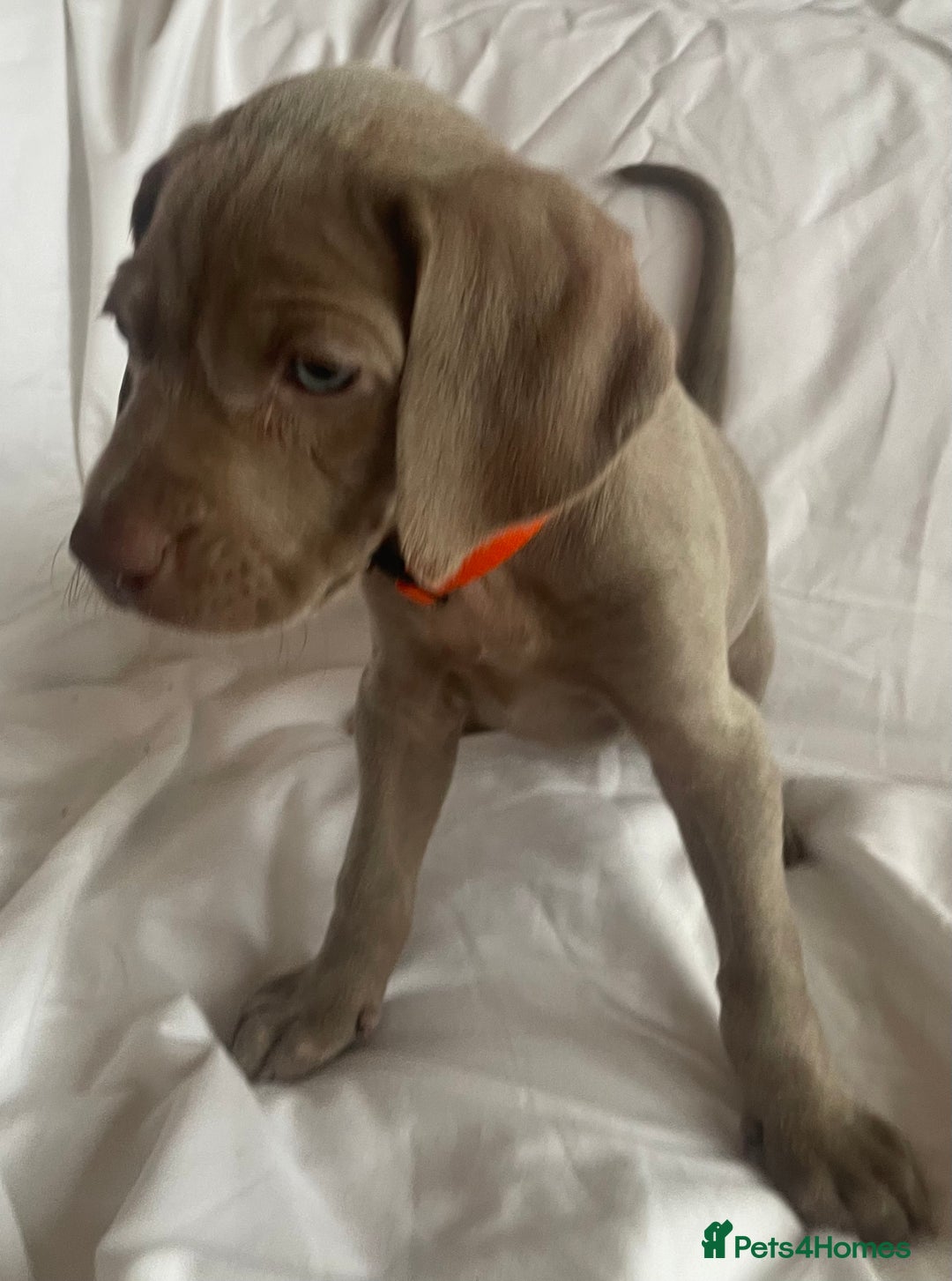 Weimaraner dogs for sale: KC registered Silver puppies - Advert 32