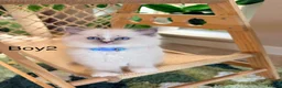Ragdoll cats for sale: Stunning Champion bloodline TICA Ragdoll kittens - Advert 22