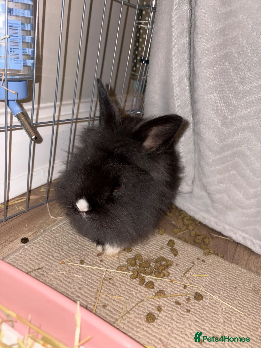Lionhead rabbits for sale: Female lion head  - Advert 2