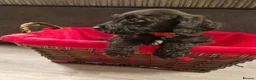 Doxiepoo dogs for sale: Ready now Miniature poodle x dacshund - Advert 21
