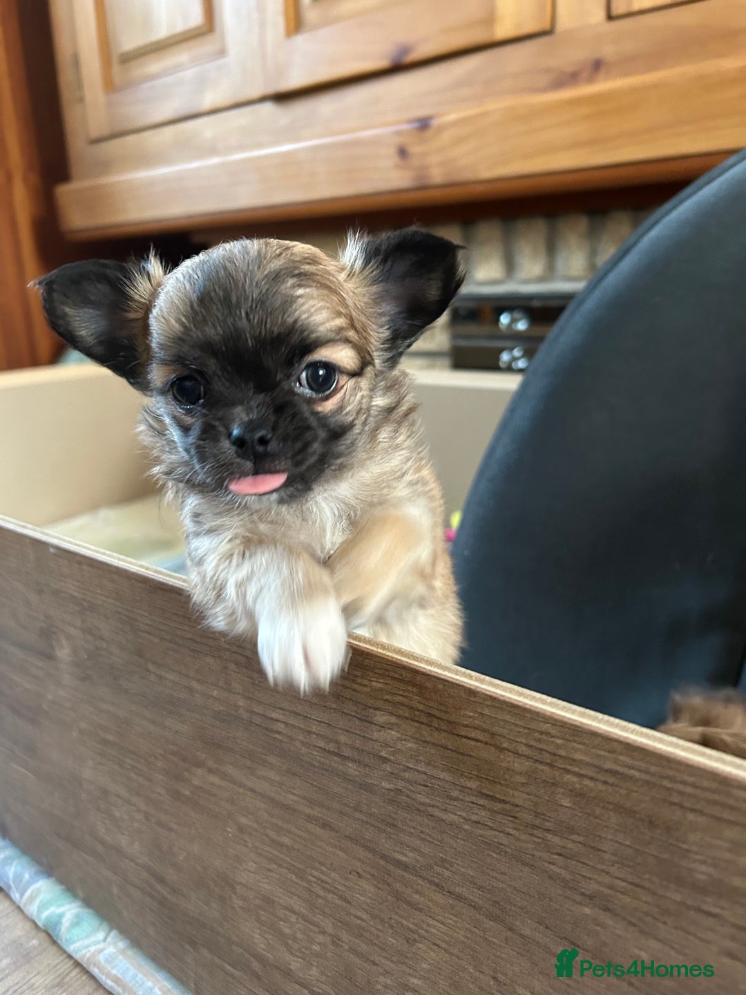 Chihuahua dogs for sale: 2 gorgeous girls for sale ❤️ - Advert 7