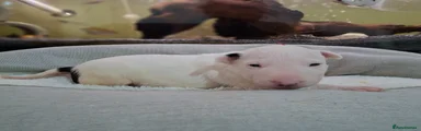 English Bull Terrier Puppy 8
