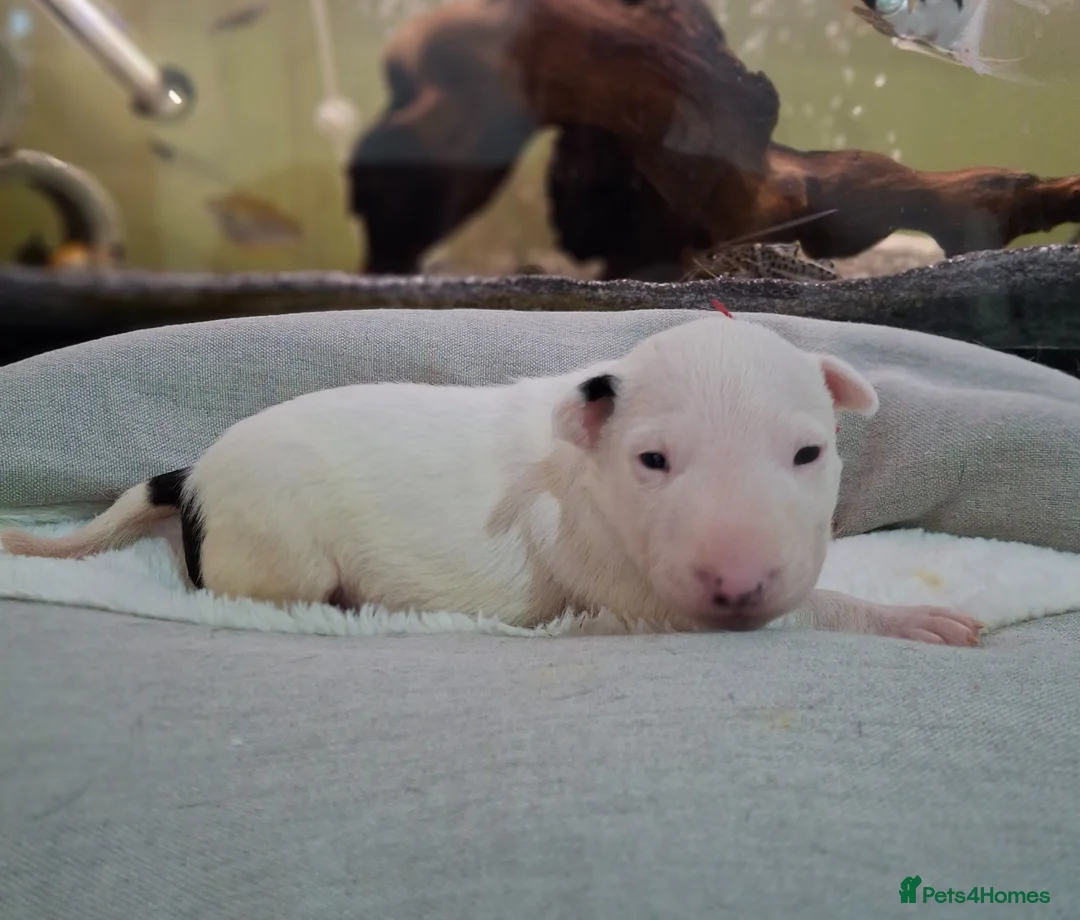 English Bull Terrier dogs for sale: Stunning english bull terrier pups - Advert 21
