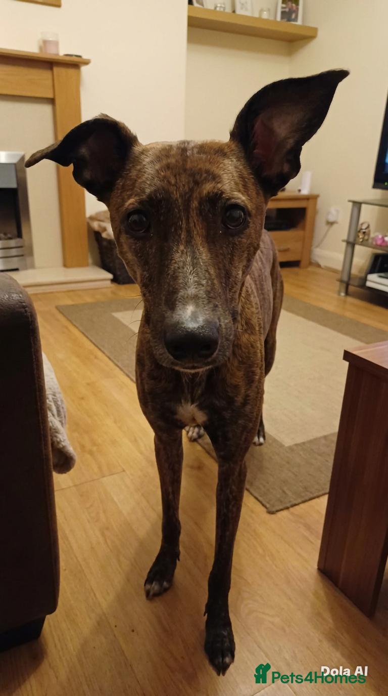 Mixed Breed dogs Bull whippet lurcher puppies - Advert 3