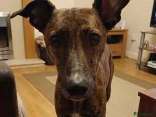 Mixed Breed dogs Bull whippet lurcher puppies - Advert 1