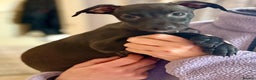 Italian Greyhound dogs for sale: 🐾kc registered Italian greyhound puppies 🐾 - Advert 9