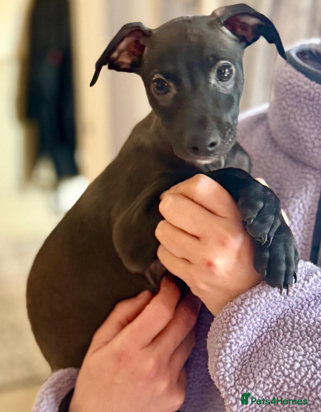 Italian Greyhound dogs for sale: 🐾kc registered Italian greyhound puppies 🐾 - Advert 9