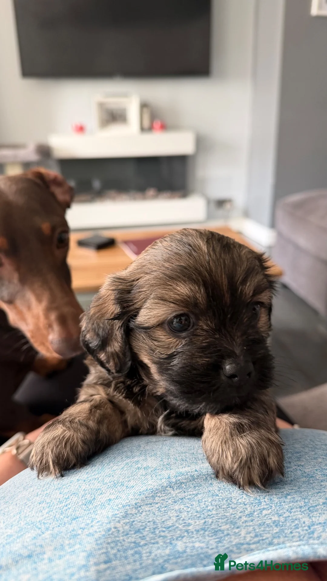 Mixed Breed dogs for sale: Schweenie puppy left looking for her forever home in Neath - Advert 2