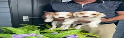 Cocker Spaniel dogs for sale: Cocker spaniel puppies  in Bedlington - Advert 12
