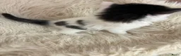 Mixed Breed cats for sale: Mixed kittens  - Advert 15