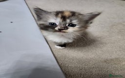 Ragdoll cats for sale: Beautiful Ragdoll Kittens  - Image 30