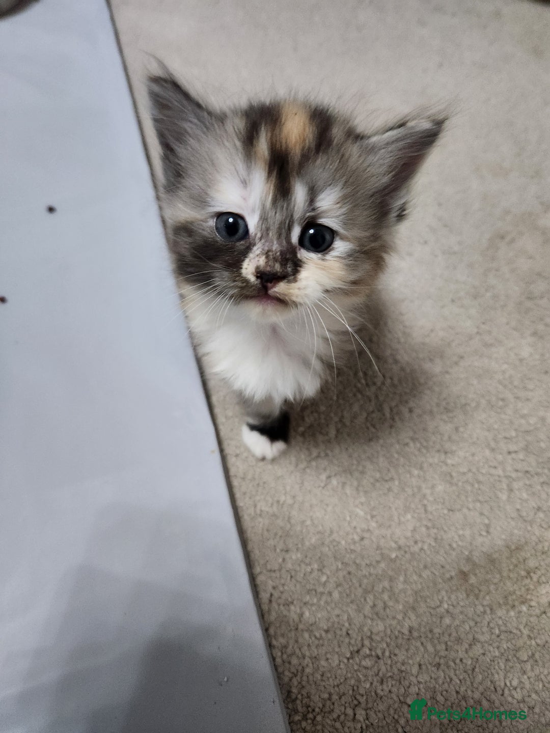 Ragdoll cats for sale: Beautiful Ragdoll Kittens  - Image 30