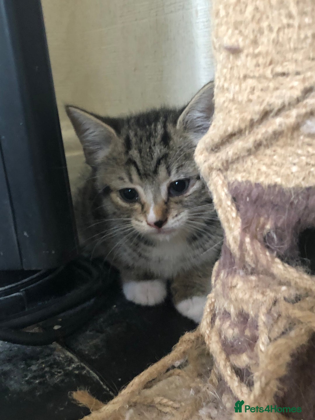 Mixed Breed cats for sale: 6 kittens - Image 6