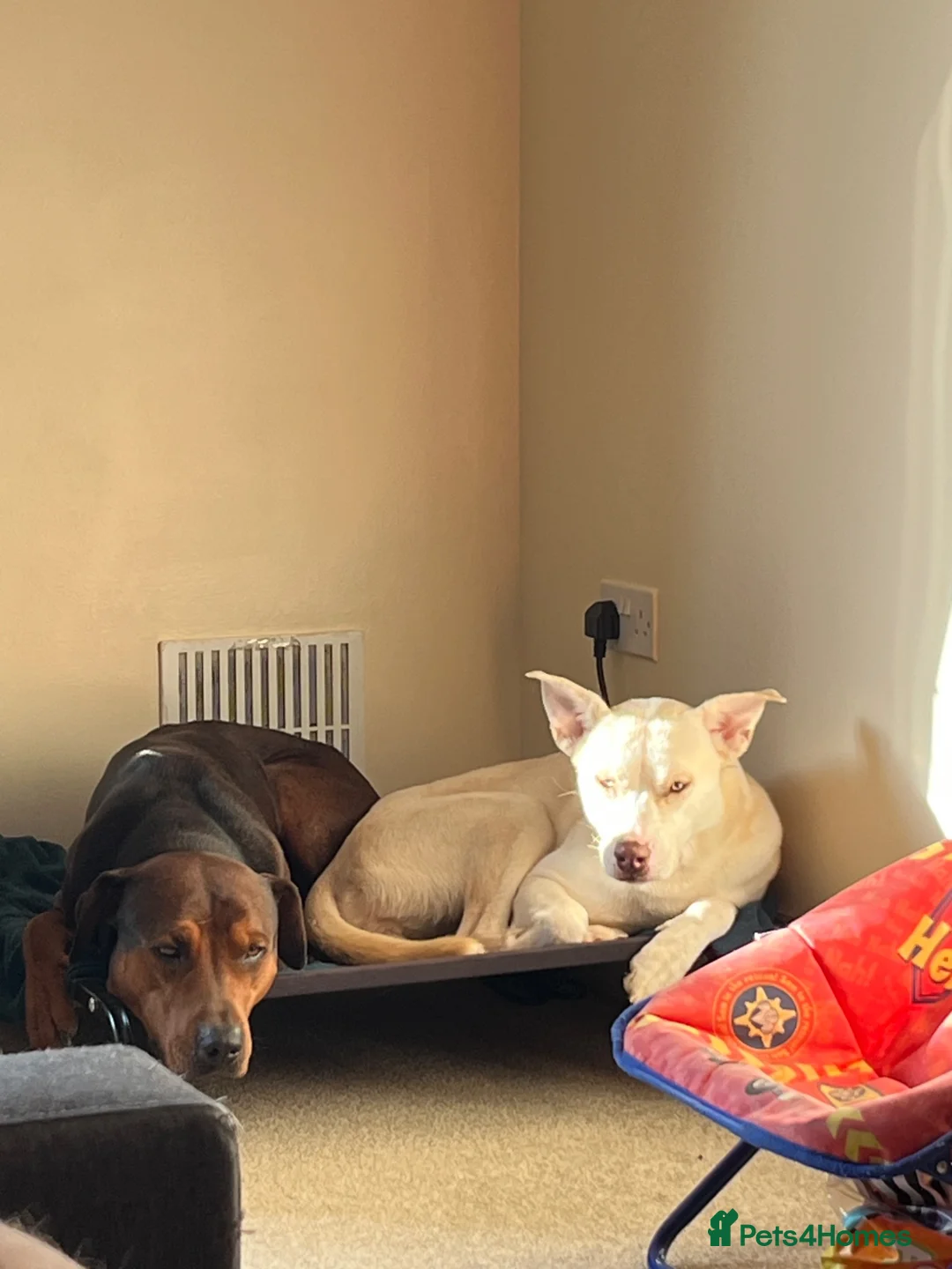 Mixed Breed dogs for sale: Dog for rehome in Melton Mowbray - Advert 2