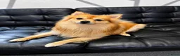 German Spitz dogs for sale: German spitz  - Advert 1