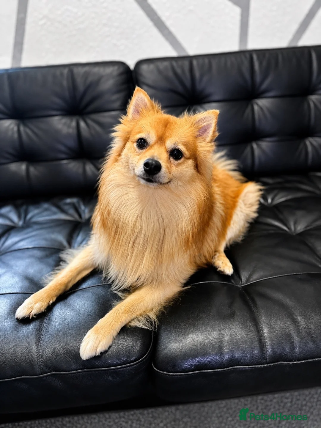 German Spitz dogs for sale: German spitz  - Advert 1