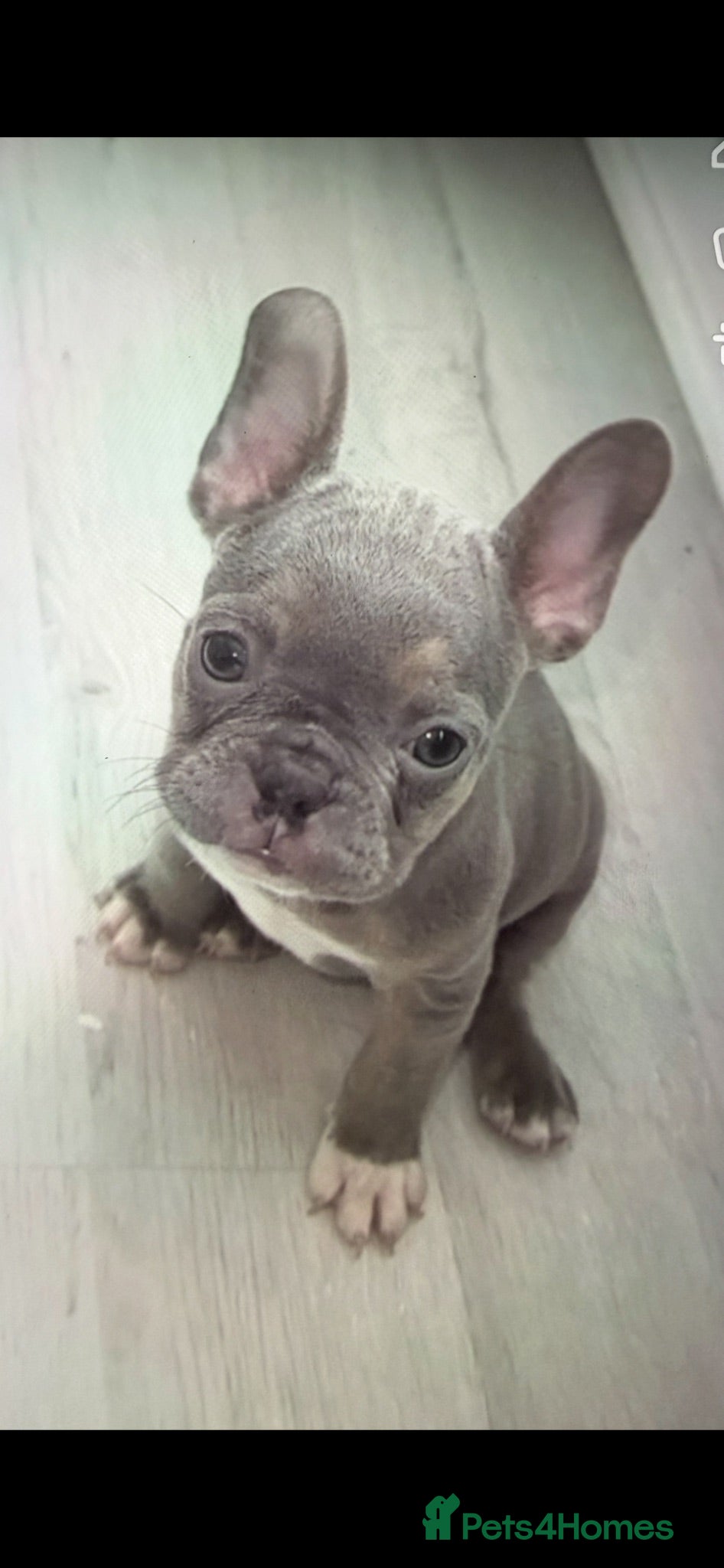 French Bulldog dogs French bull dog puppies - Advert 17