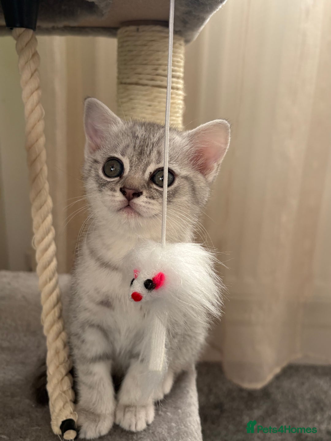 Scottish Fold cats for sale: Scottish fold kittens for sale - Advert 16