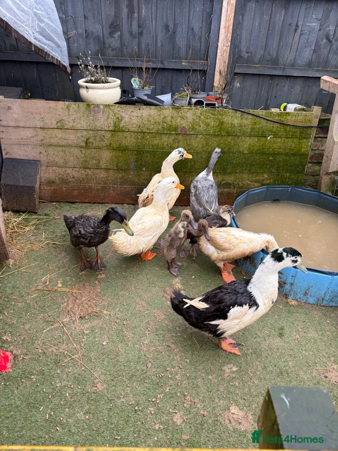 Ducks poultry for sale: Drake for rehoming  in Wigston - Advert 2