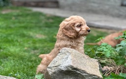 Cockapoo dogs for sale: Stunning cockapoos ready now for loving homes  - Image 5