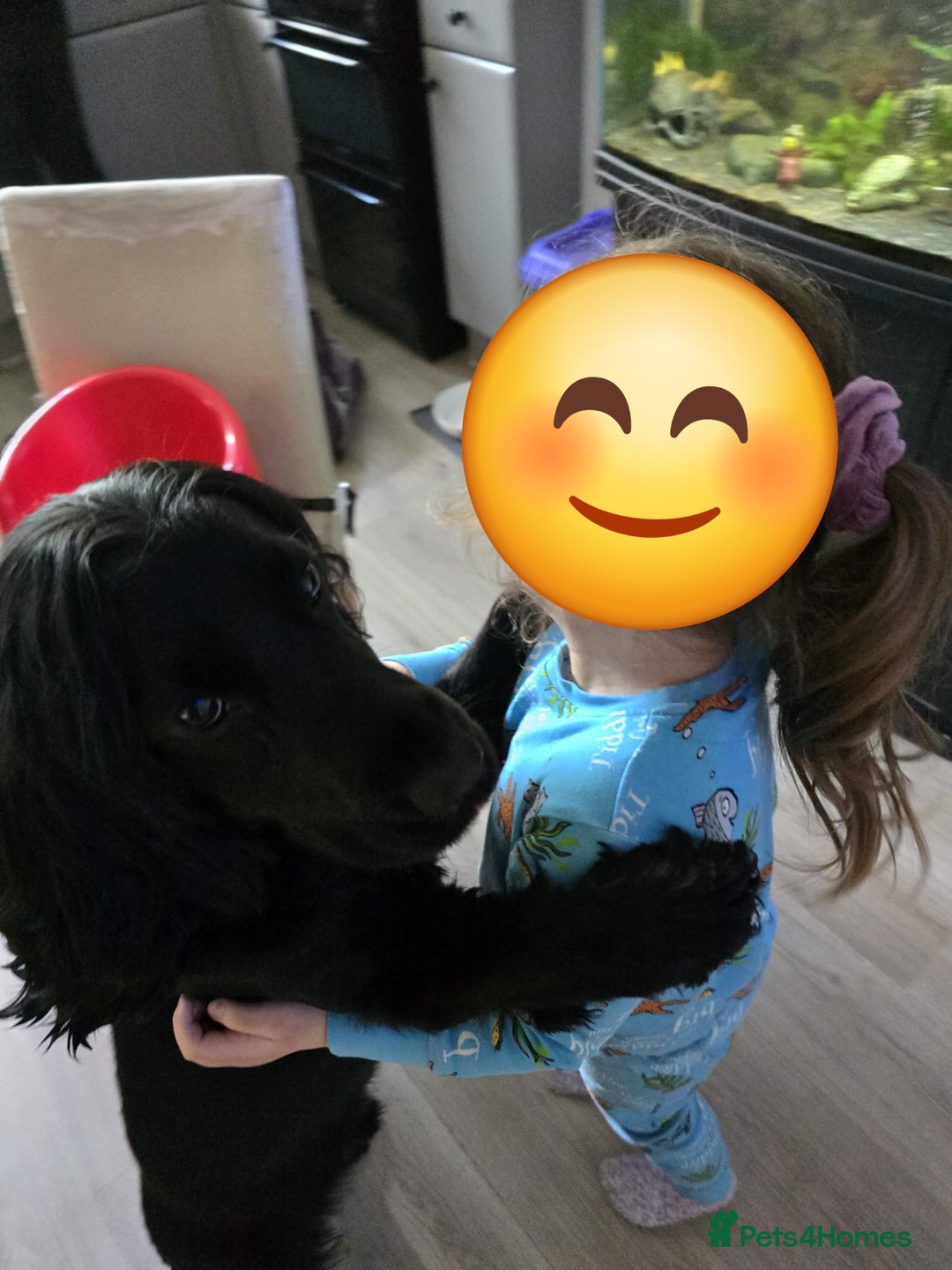Cocker Spaniel dogs for sale: Loki  - Image 2