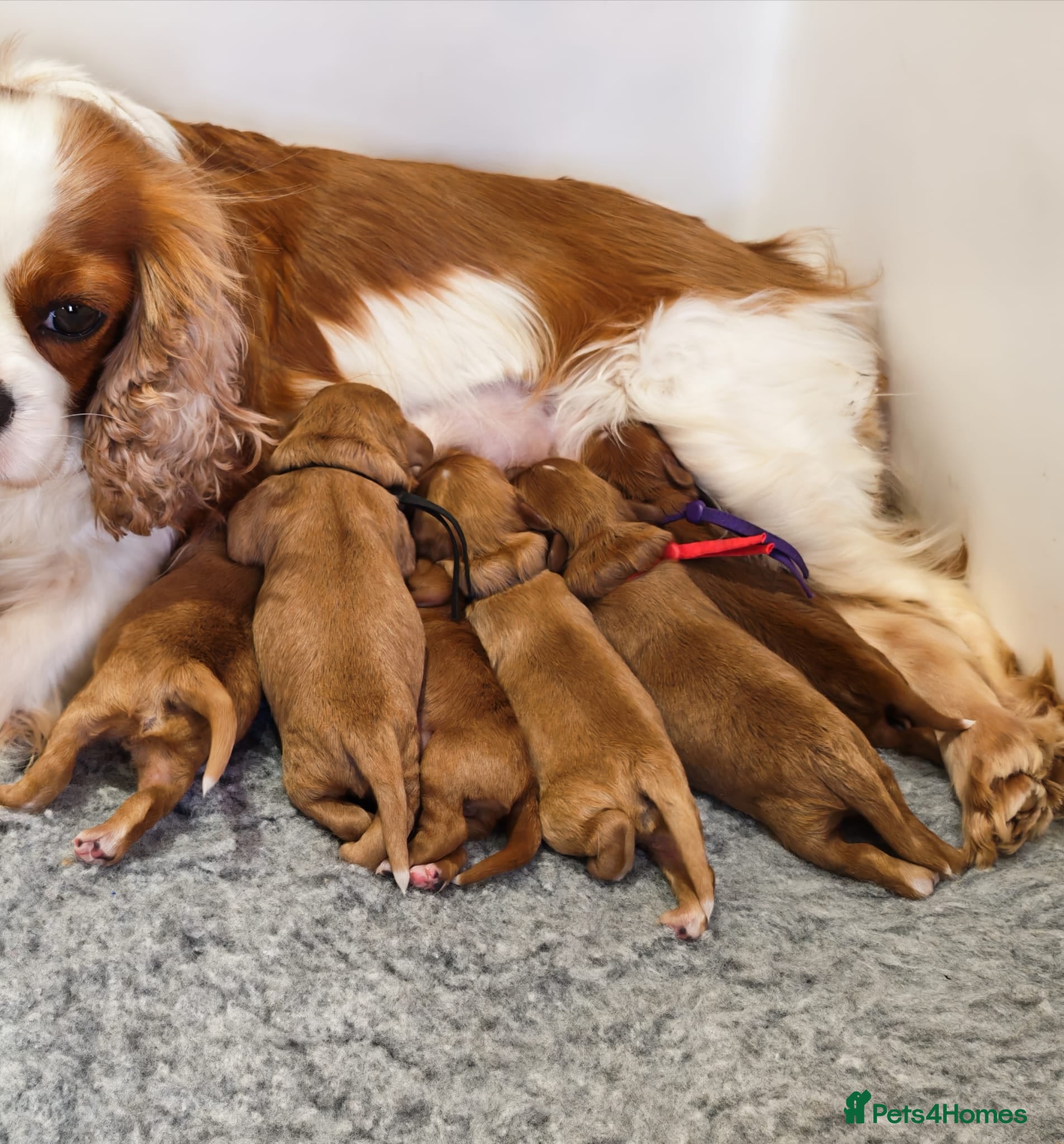 Cavapoo dogs for sale: Ruby Cavapoo Puppies 2 boys & 2 girls left   - Advert 1