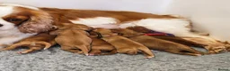 Cavapoo dogs for sale: Ruby Cavapoo Puppies 2 boys & 2 girls left   in Southampton - Advert 1