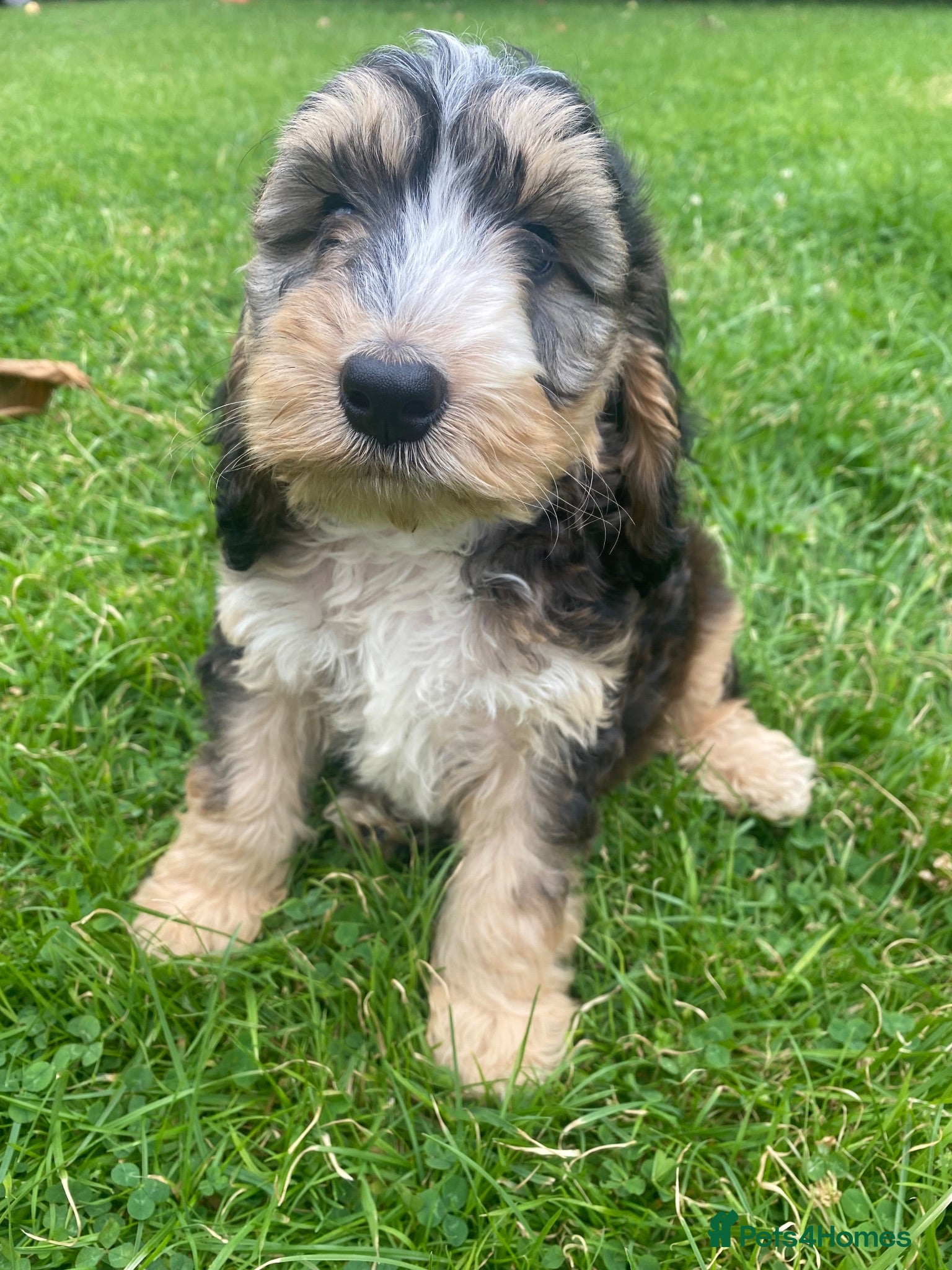 Cockapoo dogs F1 SABLE COCKAPOO BOYS.READY NOW. - Advert 3