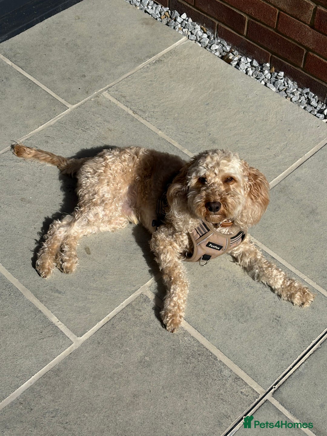 Cockapoo dogs for sale: Teddy Cockapoo - Aged 4 for rehoming. FREE - Advert 4
