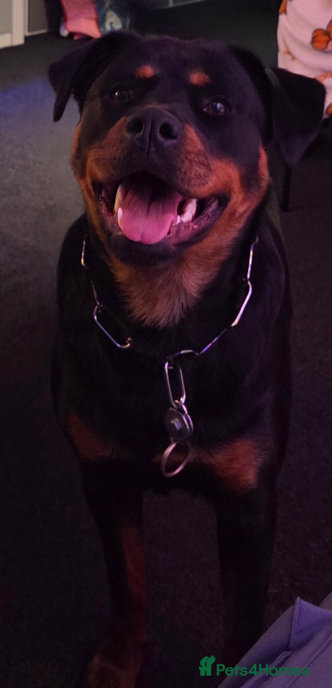 Rottweiler dogs for sale: Gorgeous trained rottweiler female available  - Advert 4