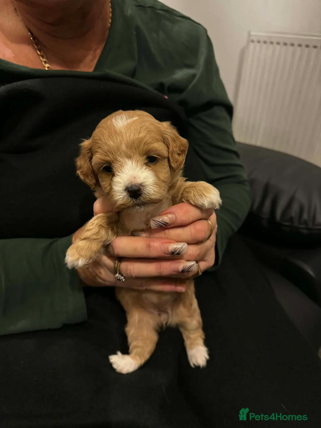 Lhasapoo dogs for sale: Lhasapoo puppies - Advert 9