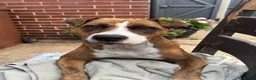 Mixed Breed dogs for sale: 2 year old staffyxbullmastif - Advert 5