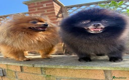 Pomeranian dogs for sale: 3 beautiful black pomeranian boys for sale  - Image 31