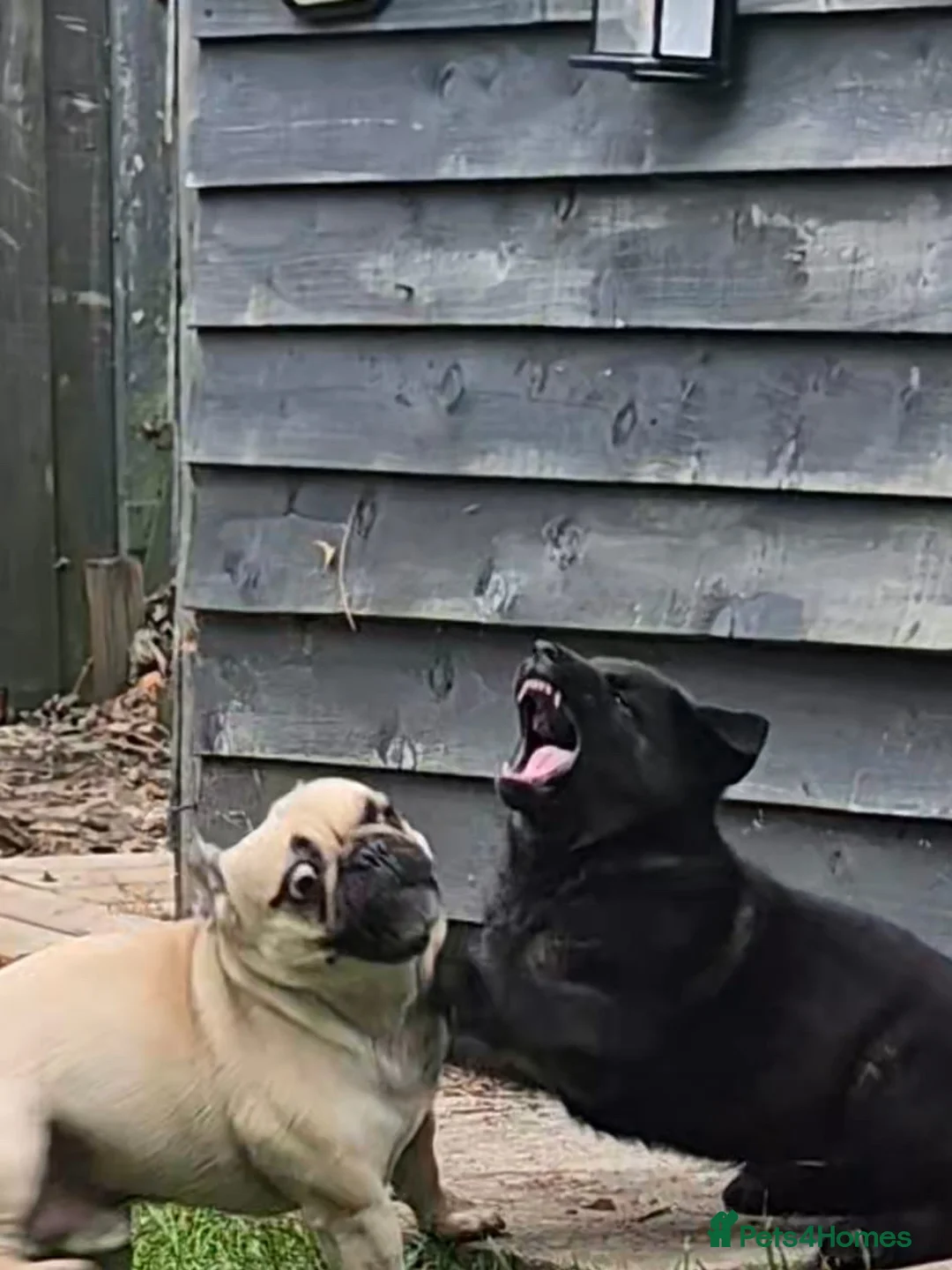 Frug dogs for sale: Frug  - Advert 13