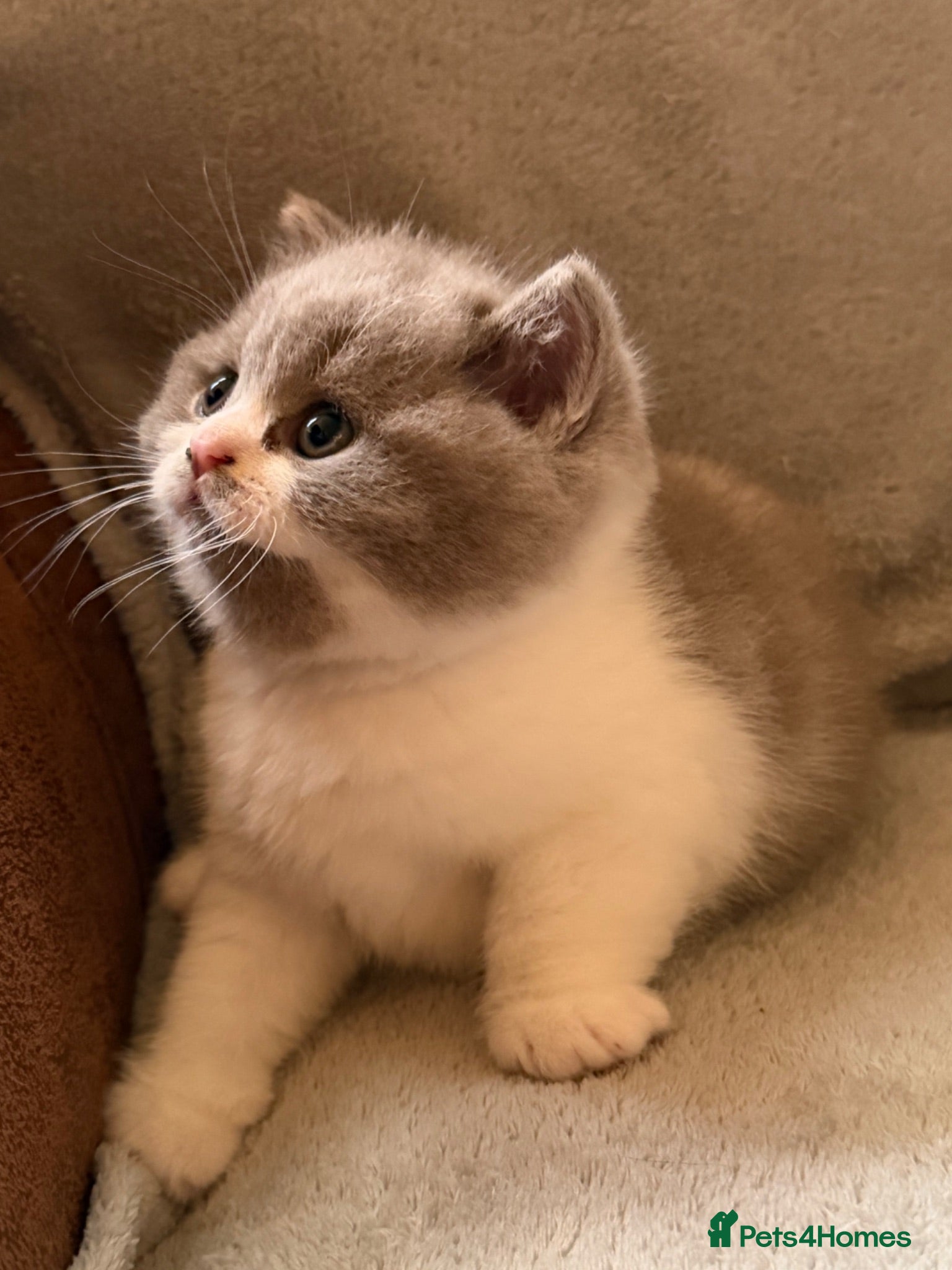 British Shorthair cats GCCF BSH Lilac Bilcolour chunky 🐱  - Advert 1