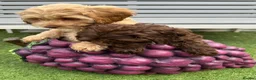 Cockapoo dogs for sale: Toy Cockapoo puppies READY NOW! - Advert 12