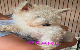 West Highland Terrier dogs for sale: STUNNING WEST HIGHLAND TERRIER PUPPIES  - Image 17