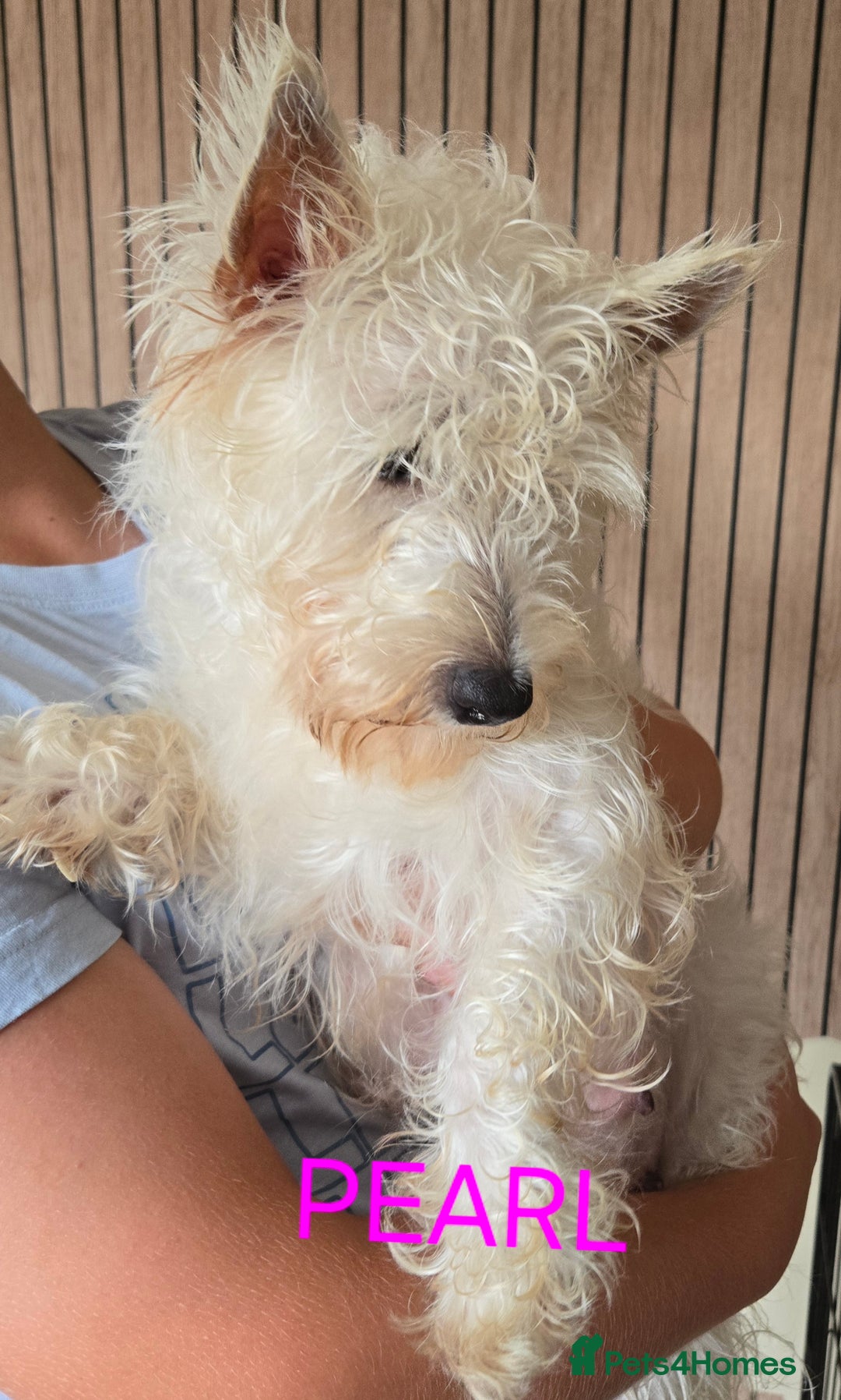 West Highland Terrier dogs for sale: STUNNING WEST HIGHLAND TERRIER PUPPIES  - Image 17