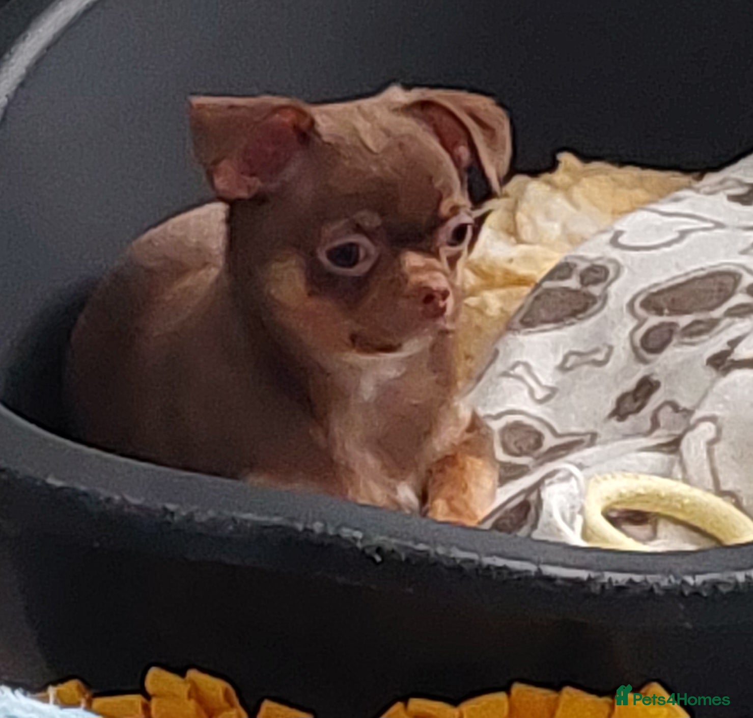 Chihuahua dogs Stunning Chihuahua boy - Advert 2