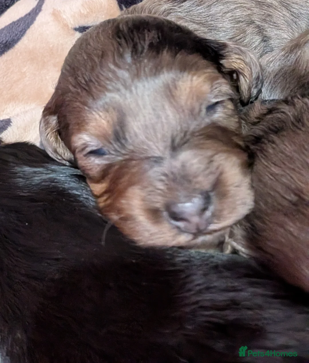 Cockapoo dogs for sale: F2b cockapoo pups Super Cute. Health test parents - Advert 31