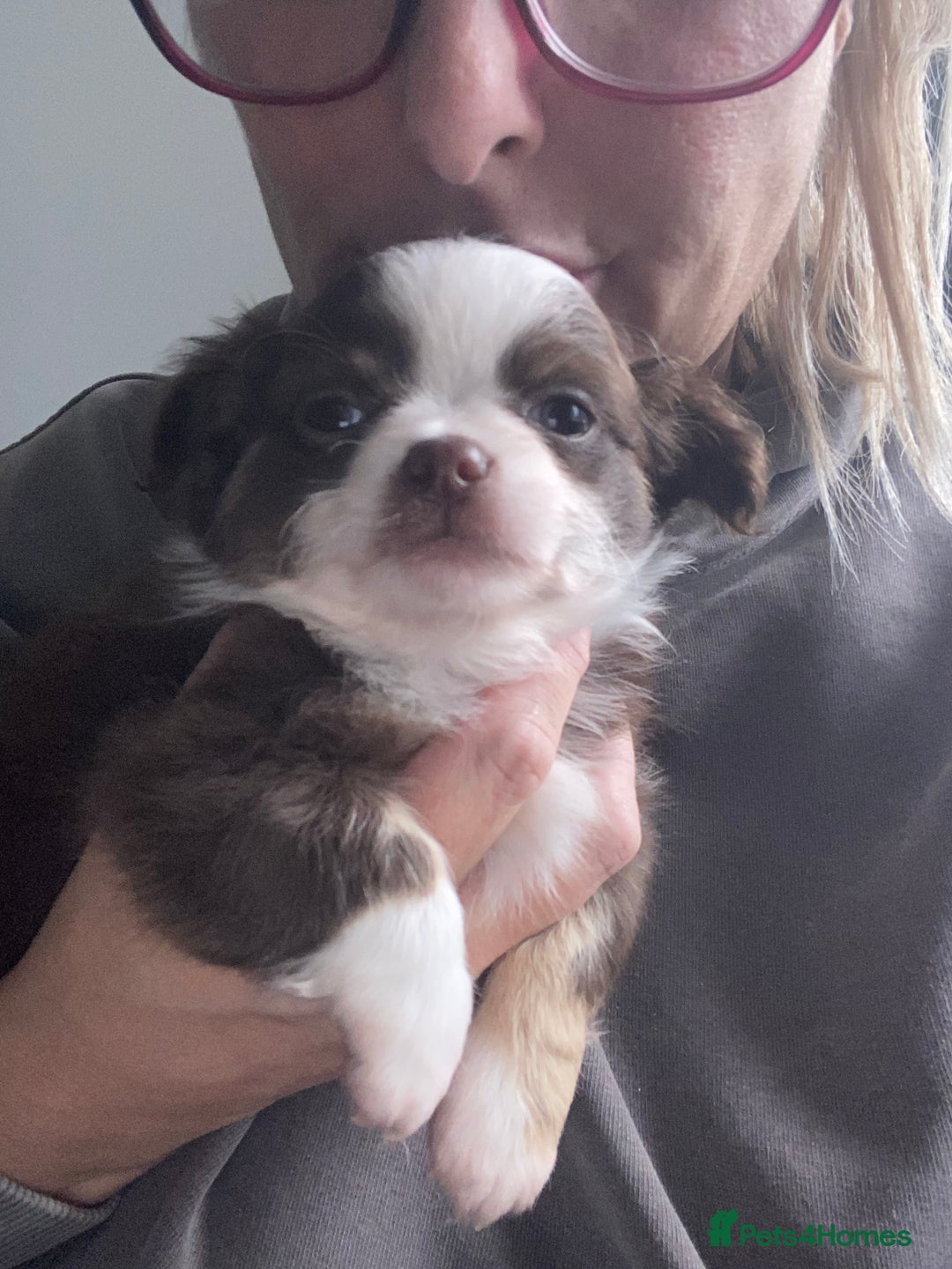 Chihuahua dogs for sale: ❌❌❌ Stunning Long Coat Chihuahua ❌❌❌ - Image 8