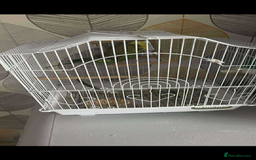Budgerigars birds for sale: EXIBITION BUDGIE - Image 3