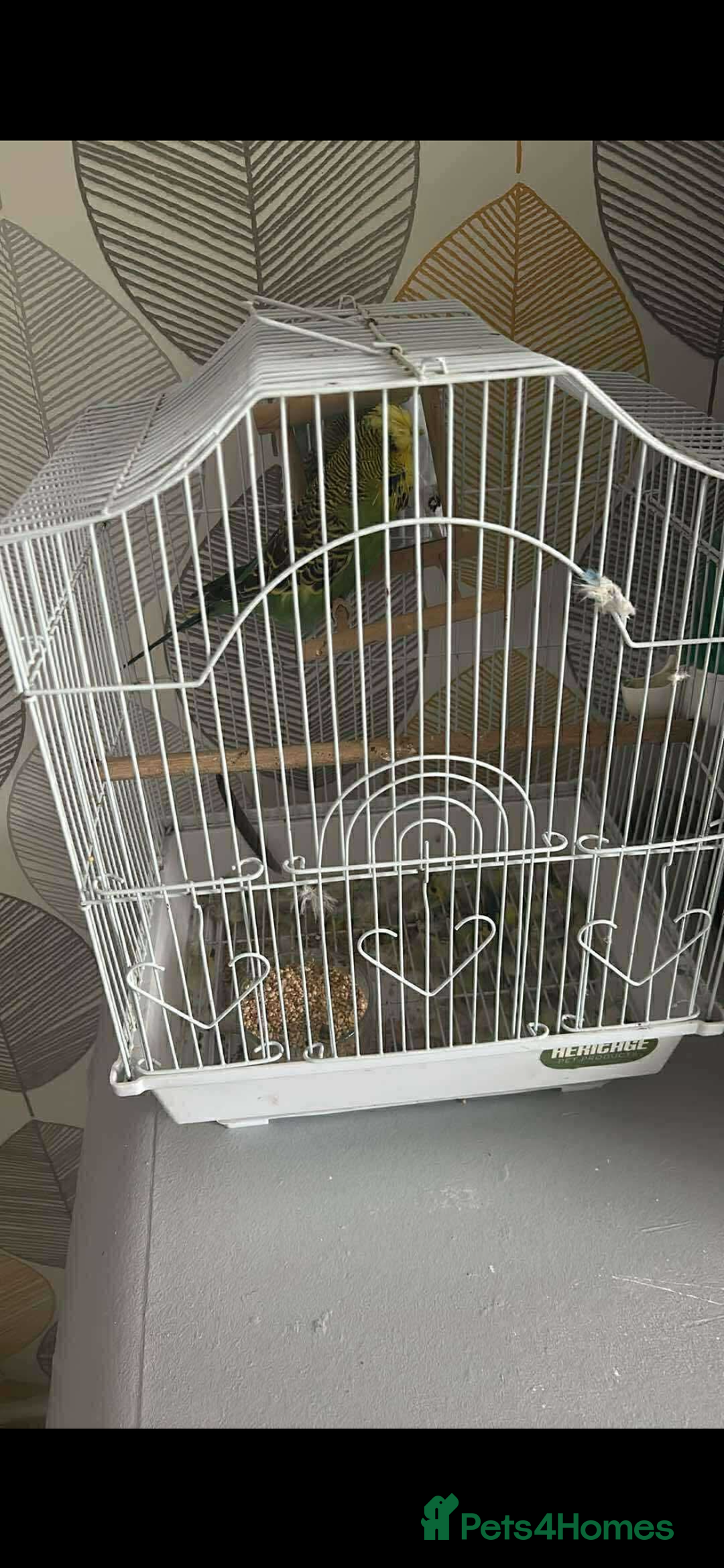 Budgerigars birds for sale: EXIBITION BUDGIE - Image 3