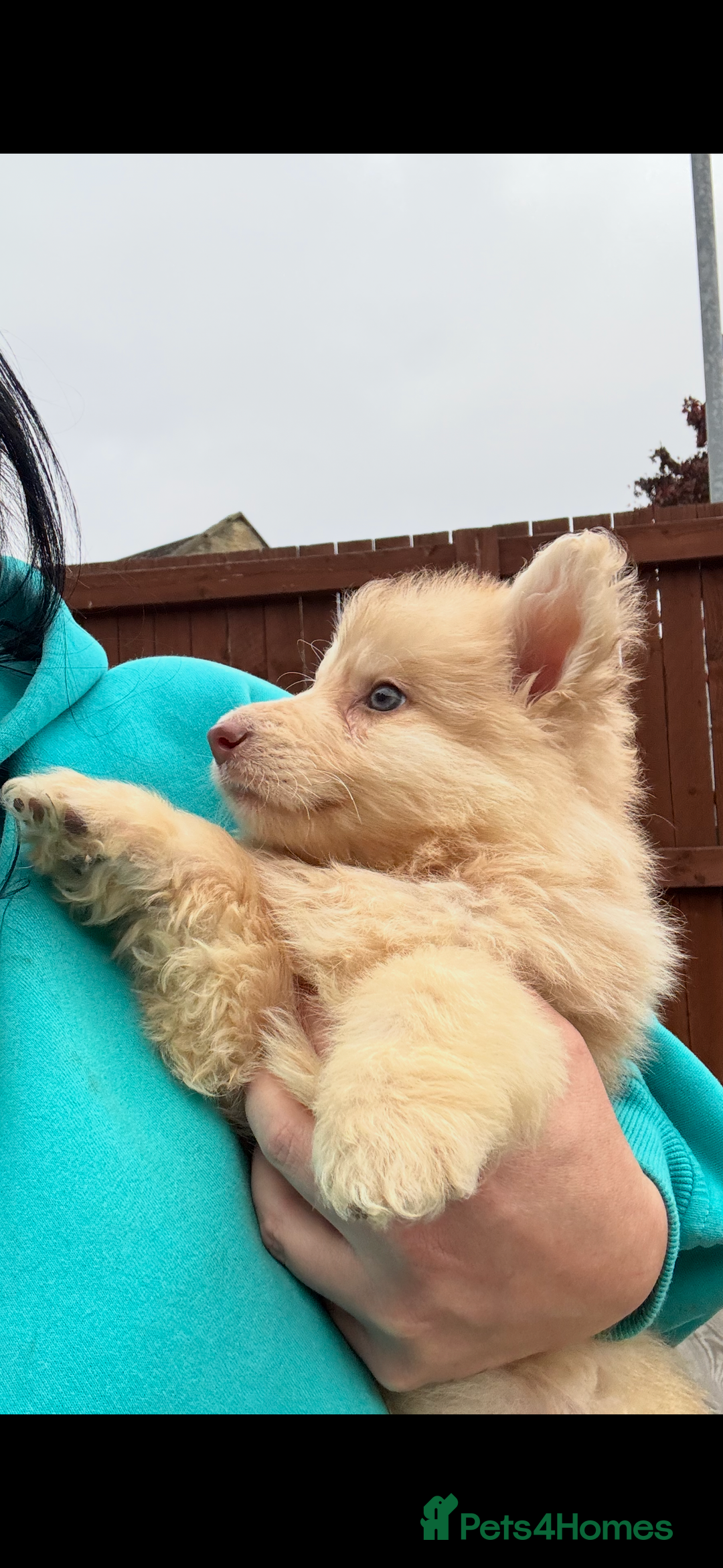German Shepherd dogs for sale: Beautiful mixed coloured heath tested German sheps - Image 18