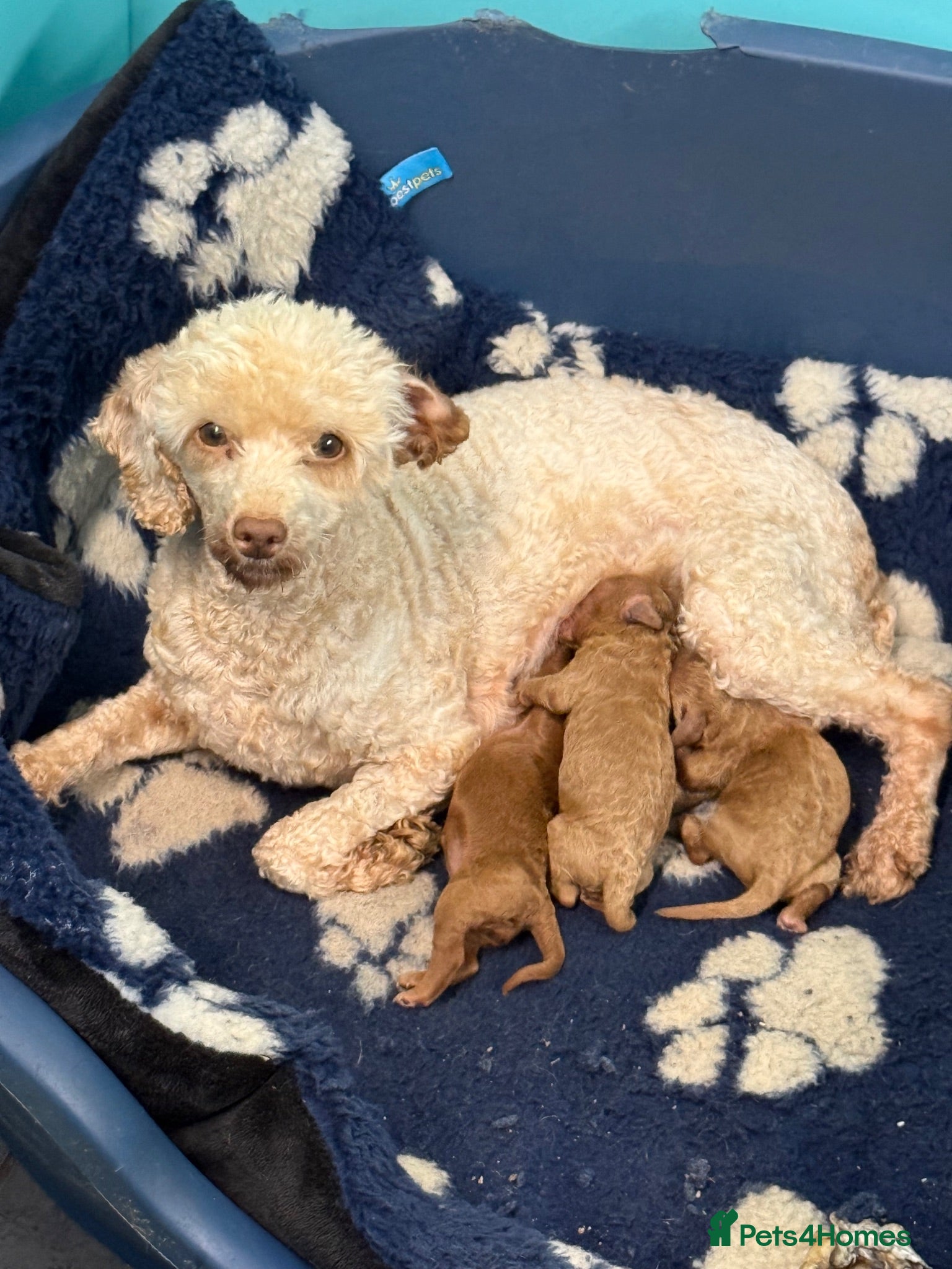 Miniature Poodle dogs One Male Red Miniature Poodle - Advert 8