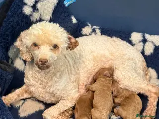Miniature Poodle dogs One Male Red Miniature Poodle - Advert 3
