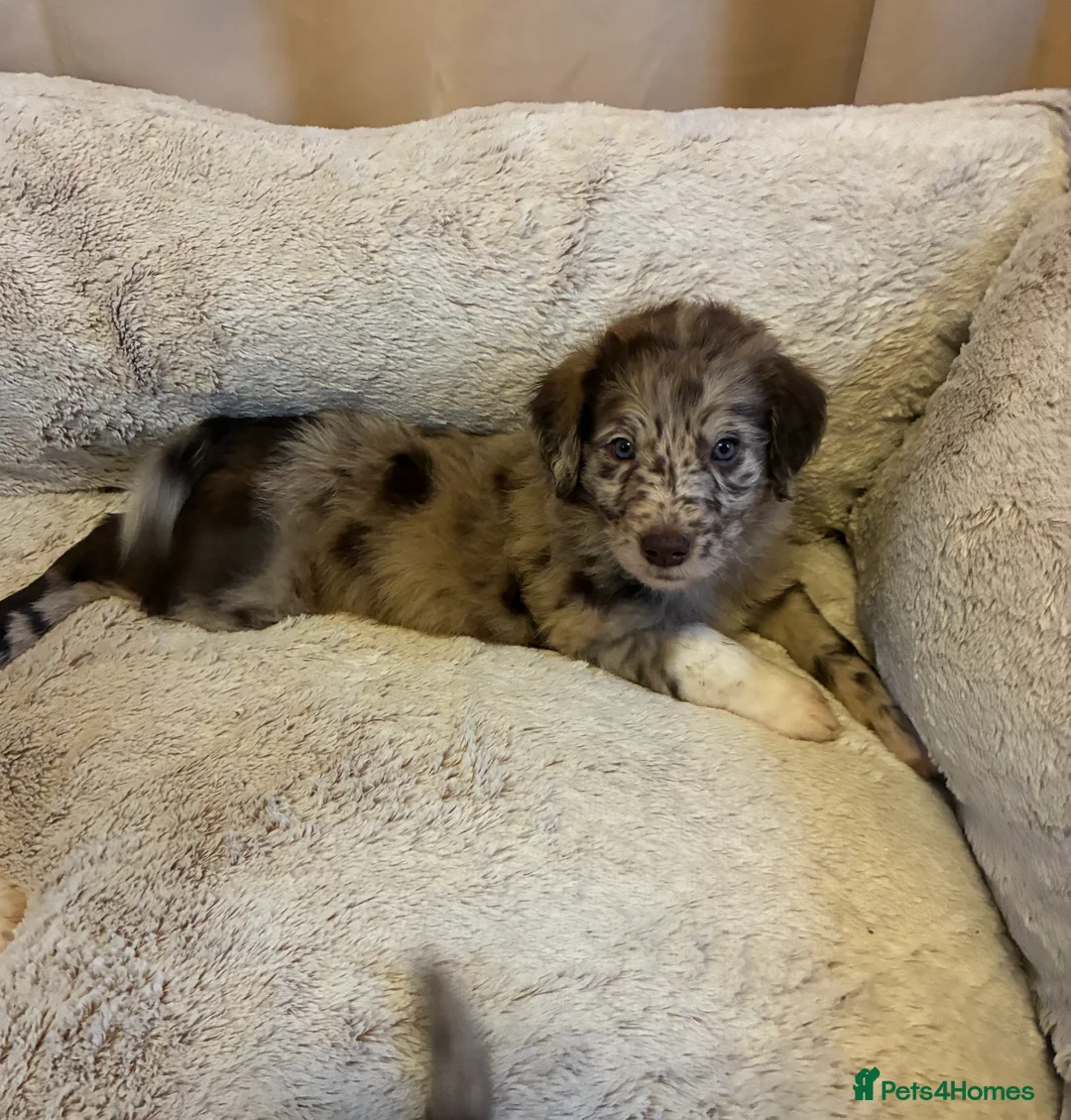 Bordoodle dogs for sale: Beautiful Bordoodles - Advert 5