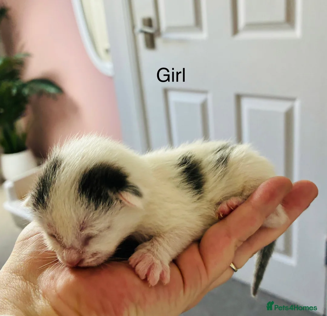 Mixed Breed cats for sale: Ragdoll mixed kittens in Barnstaple - Advert 18