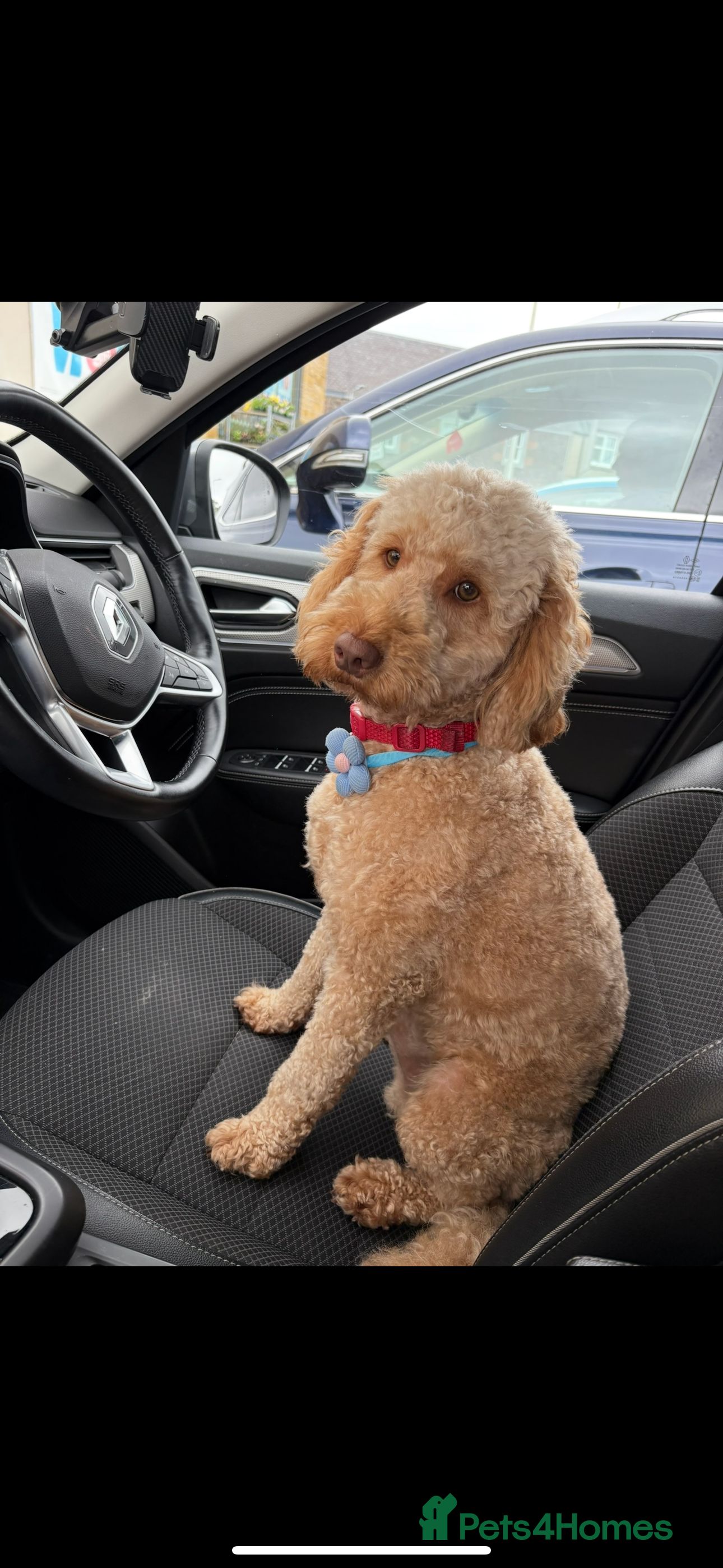 Cockapoo dogs Leo- male cockapoo for stud  - Advert 3