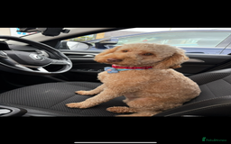 Cockapoo dogs for stud: Leo- male cockapoo for stud  - Advert 1